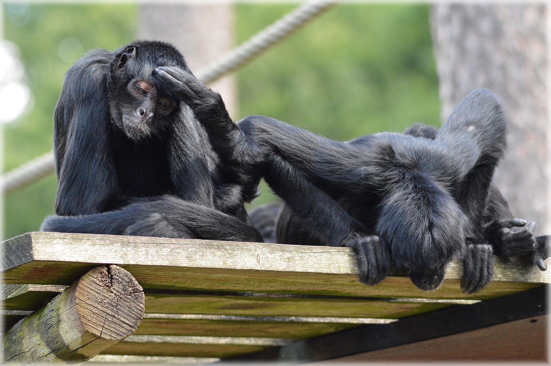 ../../_images/monkey-patch.jpg